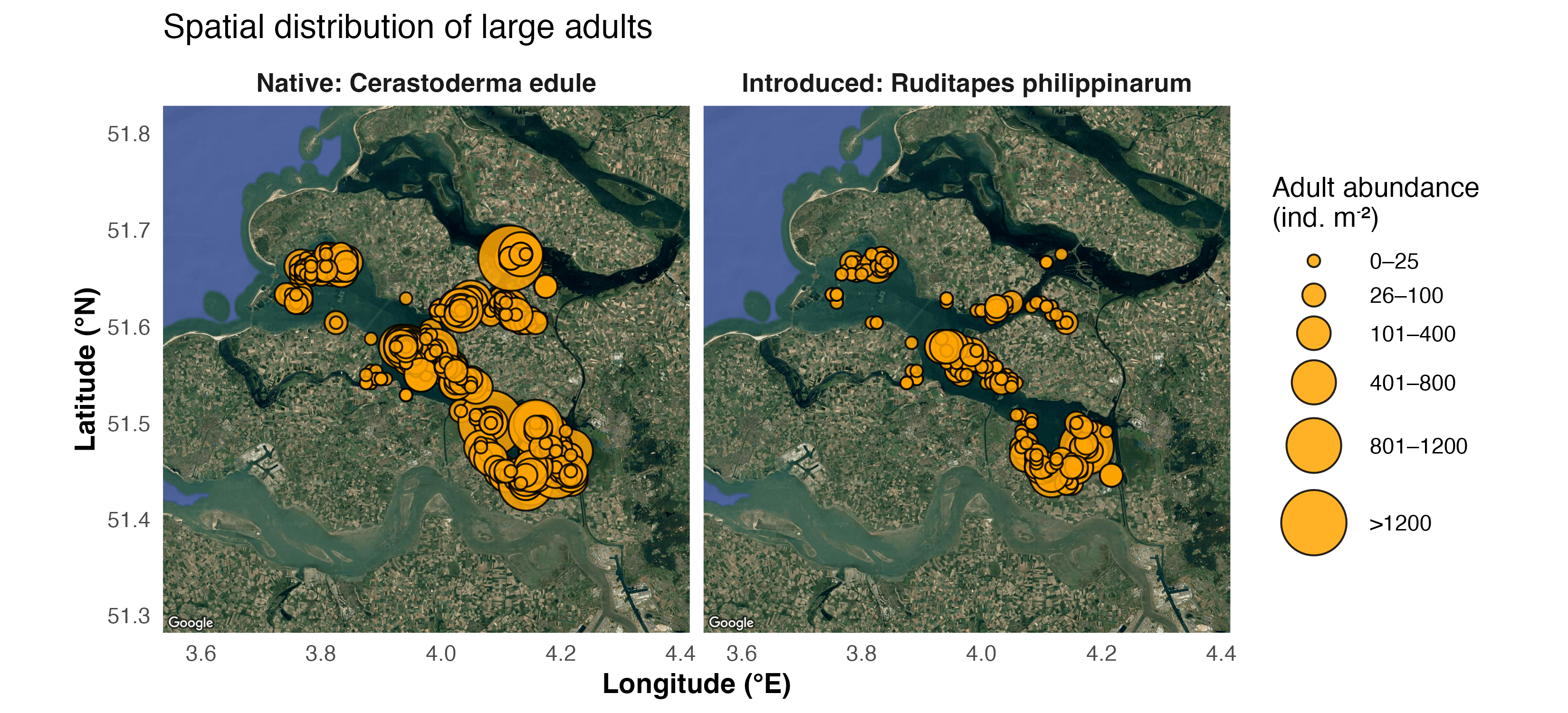 Spatial distribution of large adults
