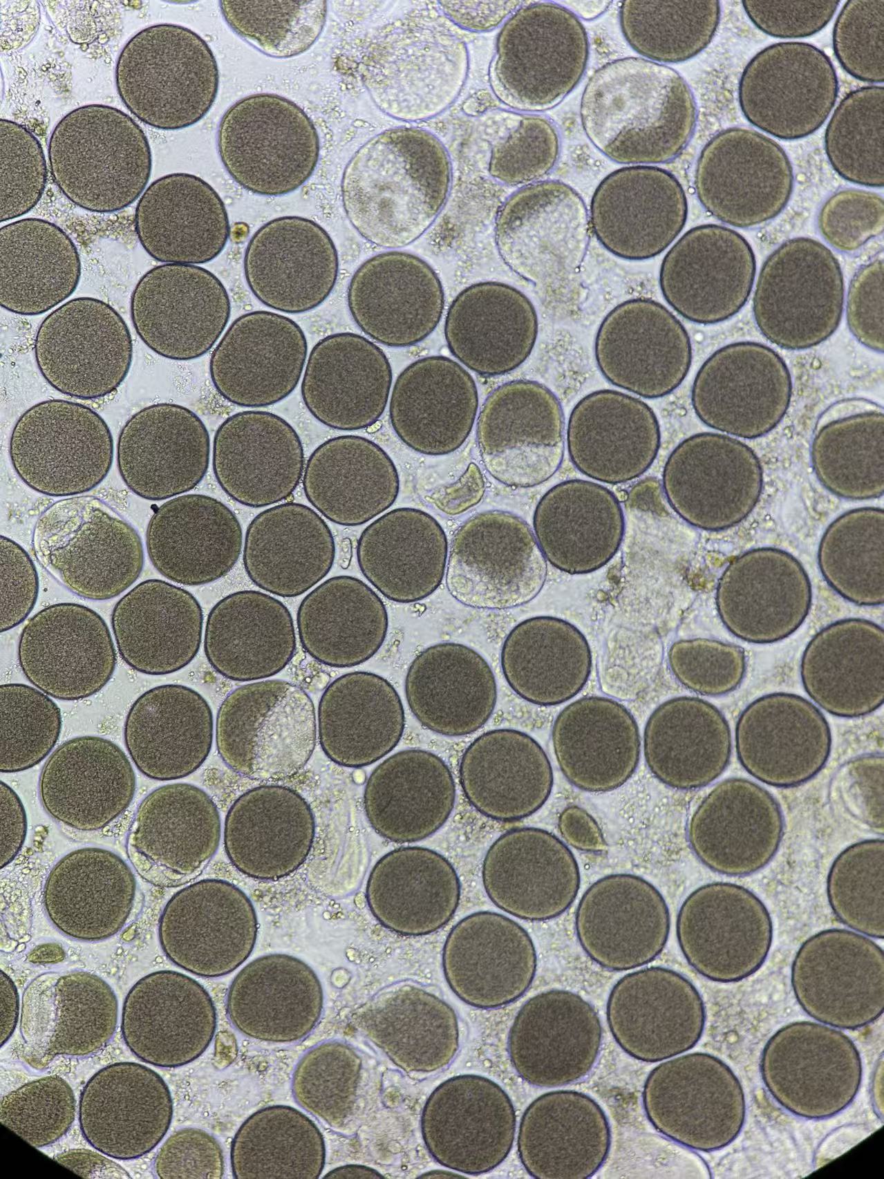 Collected sea urchin eggs