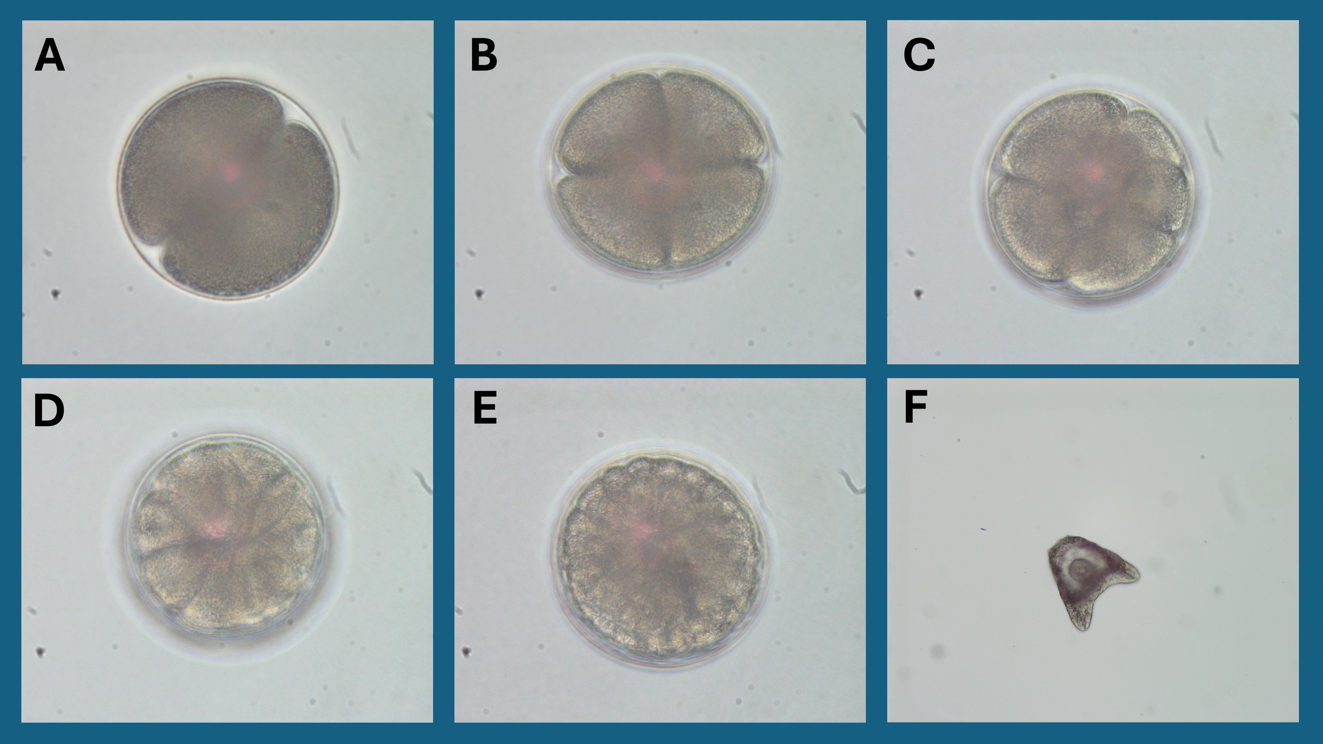 Early embryo stages