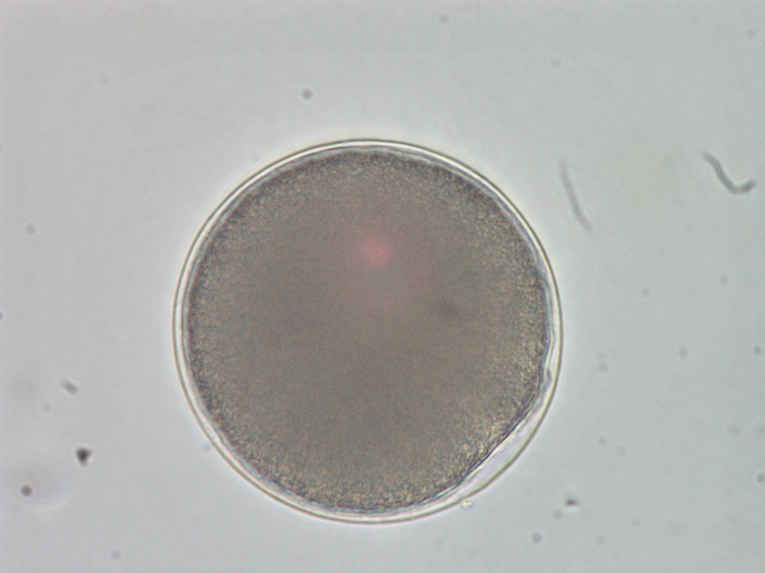 Fertilized eggs showing fertilization membrane