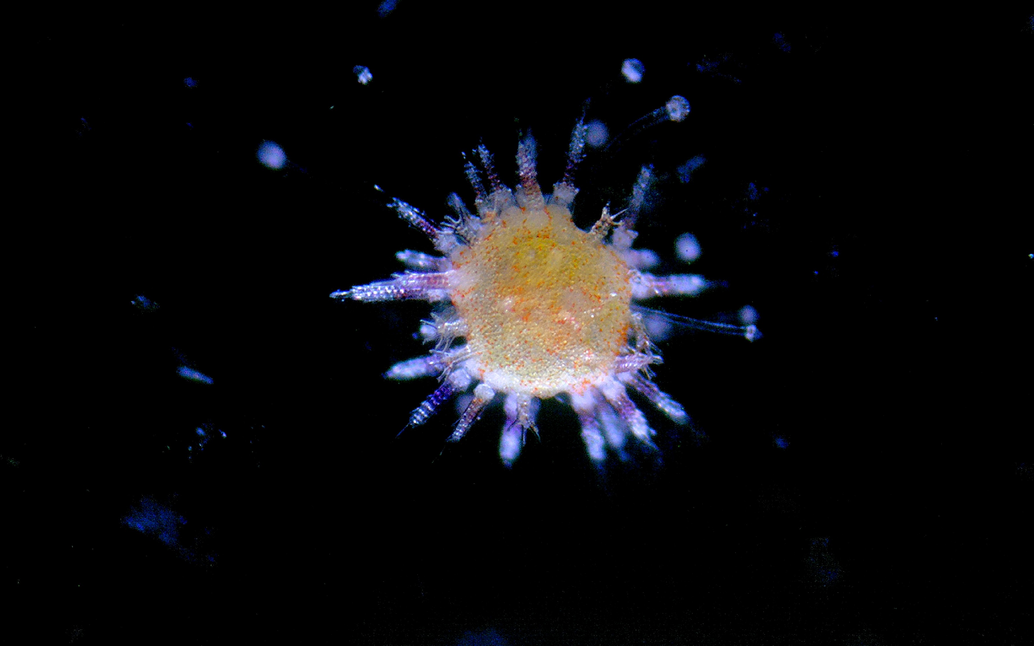 Juvenile sea urchin