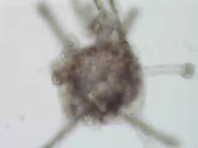 Larvae undergoing metamorphosis