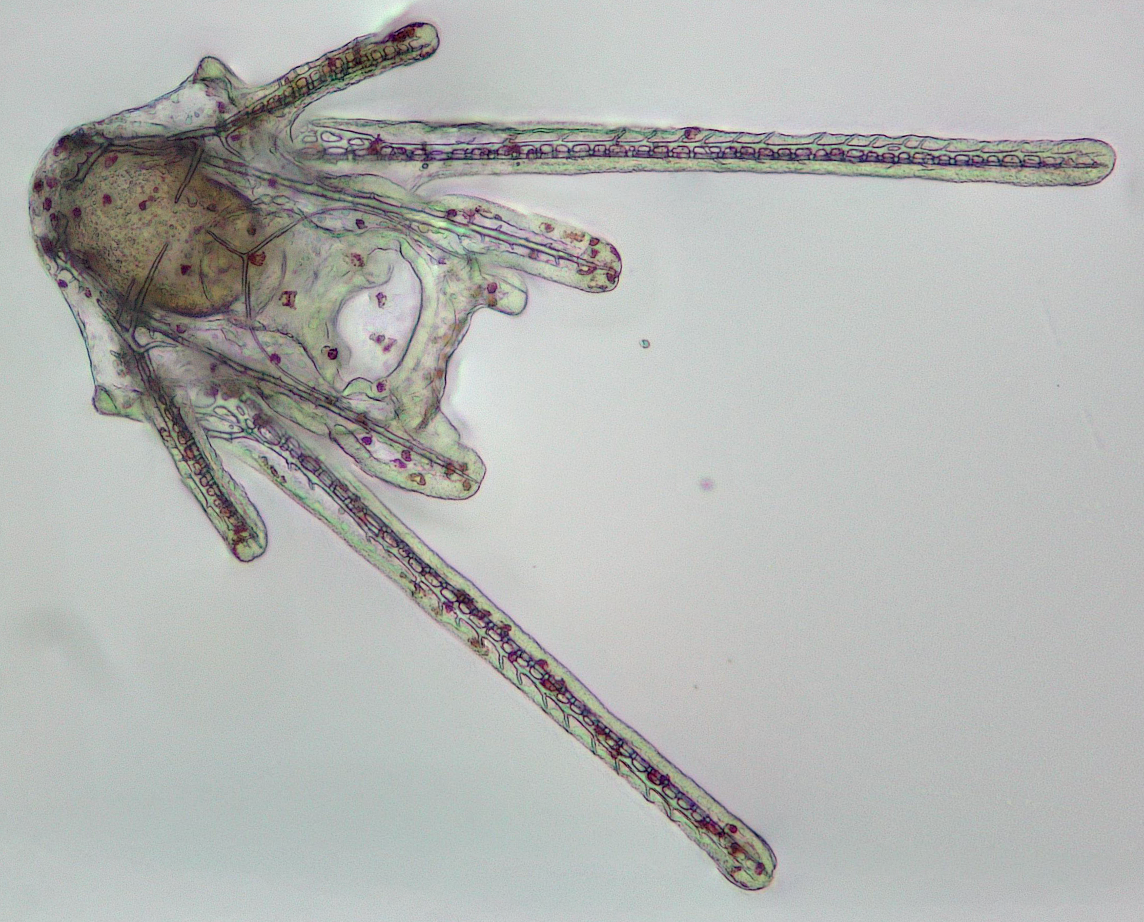 Six-arm larvae
