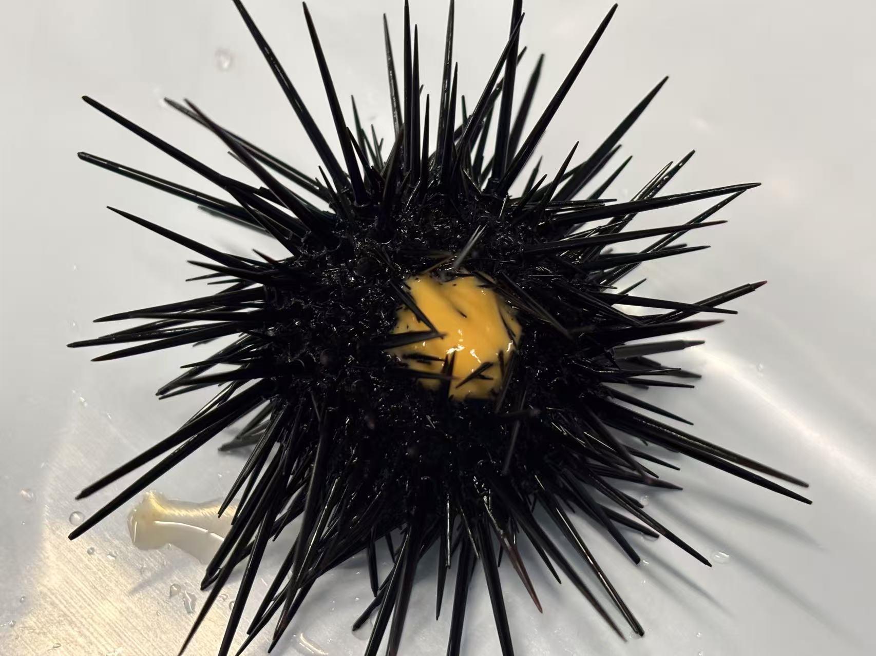 Sea urchin spawning after KCl injection