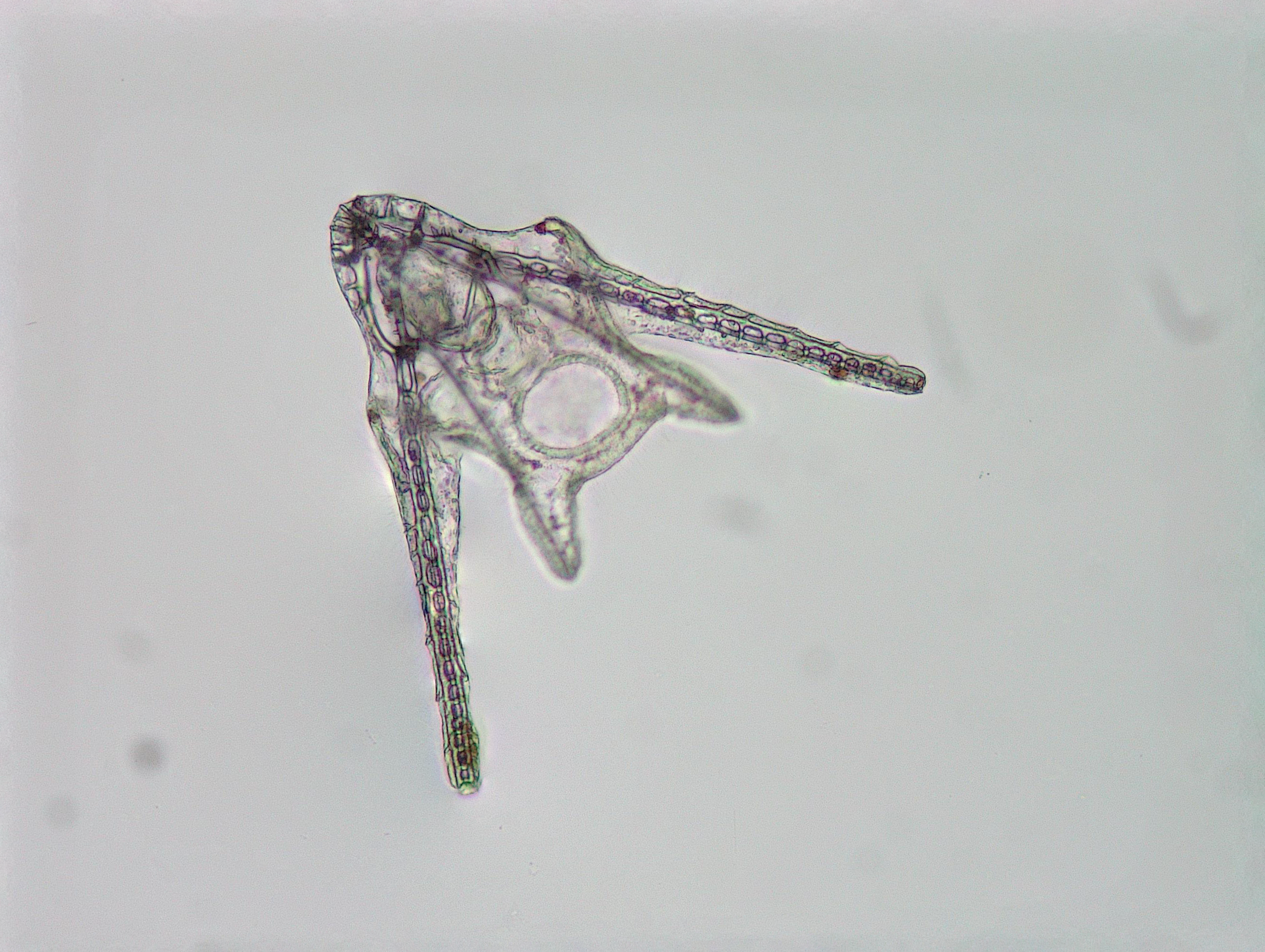 Two-arm larvae